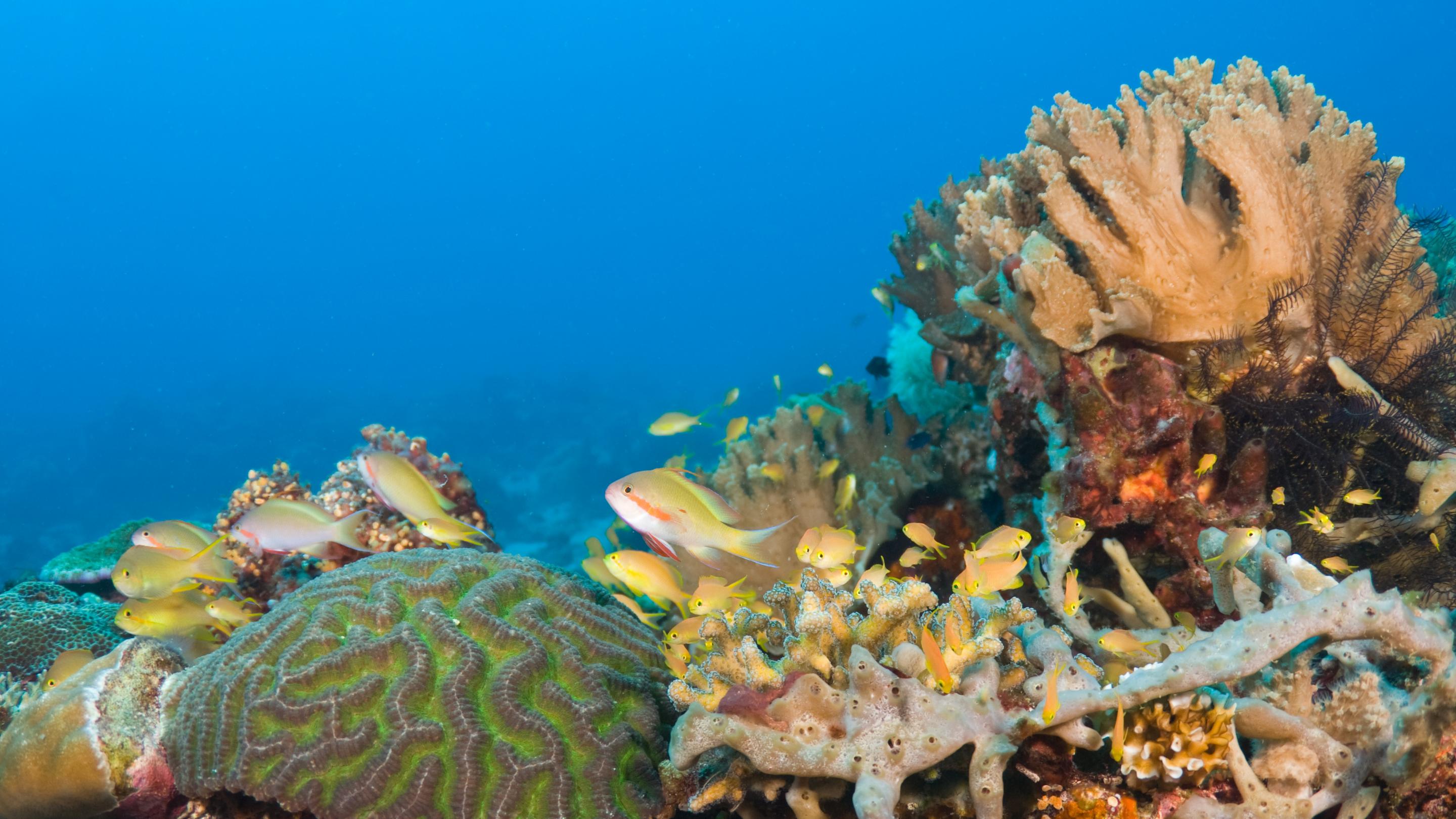 Vibrant coral reef with tropical fish off the coast of Leyte