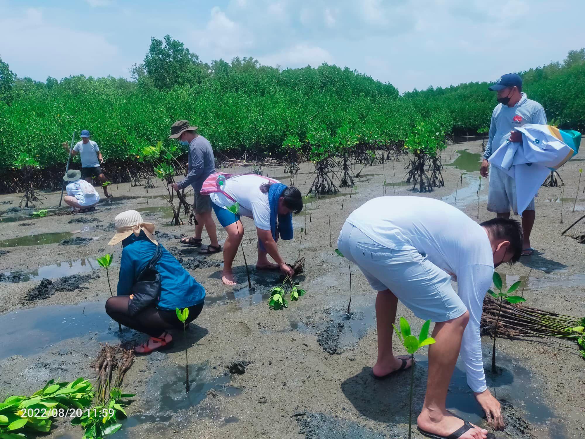 Volunteers planting mangrove seedlings in coastal mud flats in Leyte