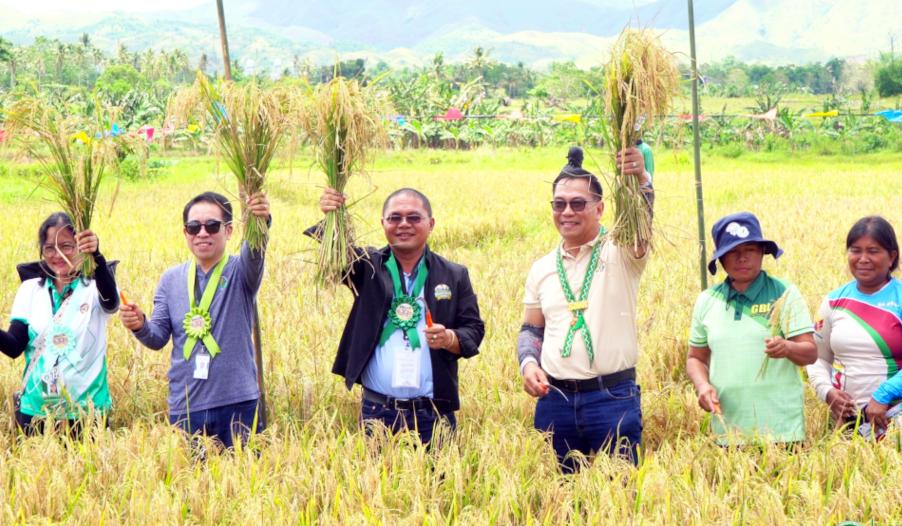 Community leaders celebrating rice harvest in golden paddy fields of Leyte