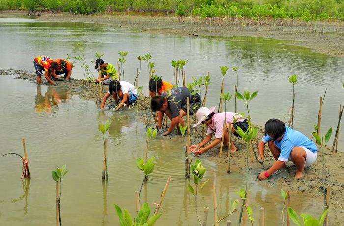 Youth volunteers planting mangrove seedlings along the Leyte coastline